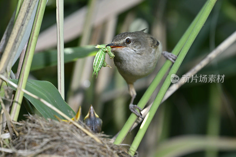 大苇莺用昆虫喂雏鸟(Acrocephalus arundinaceus)